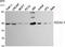 Histone Deacetylase 3 antibody, STJ98496, St John