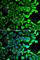 Ubiquitin Specific Peptidase 8 antibody, A7031, ABclonal Technology, Immunofluorescence image 