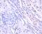 Histone Deacetylase 9 antibody, NBP2-75519, Novus Biologicals, Immunohistochemistry paraffin image 