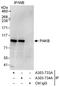 Phosphatidylinositol 4-Kinase Beta antibody, A303-734A, Bethyl Labs, Immunoprecipitation image 