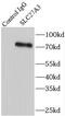 Solute Carrier Family 27 Member 3 antibody, FNab07949, FineTest, Immunoprecipitation image 
