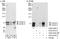 lamin A antibody, A303-431A, Bethyl Labs, Immunoprecipitation image 