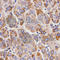 UDP Glucuronosyltransferase Family 1 Member A9 antibody, A1661, ABclonal Technology, Immunohistochemistry paraffin image 