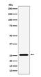 Fas Associated Via Death Domain antibody, M00237, Boster Biological Technology, Western Blot image 