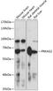 Protein Kinase AMP-Activated Non-Catalytic Subunit Gamma 2 antibody, 15-465, ProSci, Western Blot image 