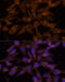 UDP Glucuronosyltransferase Family 2 Member B7 antibody, 16-805, ProSci, Immunofluorescence image 