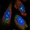 Neuralized-like protein 4 antibody, NBP1-93574, Novus Biologicals, Immunofluorescence image 
