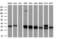 Fumarylacetoacetate Hydrolase Domain Containing 2A antibody, GTX84532, GeneTex, Western Blot image 