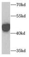 Cystathionine Gamma-Lyase antibody, FNab03335, FineTest, Western Blot image 