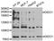 Death-inducer obliterator 1 antibody, STJ28536, St John