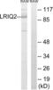Centrosomal protein of 97 kDa antibody, LS-C120059, Lifespan Biosciences, Western Blot image 