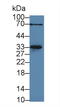 Myogenin antibody, LS-C314698, Lifespan Biosciences, Western Blot image 