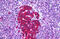 Glutamate Decarboxylase 1 antibody, MBS244638, MyBioSource, Immunohistochemistry paraffin image 