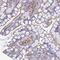 Regulator Of MON1-CCZ1 antibody, PA5-60428, Invitrogen Antibodies, Immunohistochemistry frozen image 