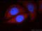 GLI Family Zinc Finger 3 antibody, 19949-1-AP, Proteintech Group, Immunofluorescence image 