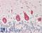 Neuronal Vesicle Trafficking Associated 1 antibody, LS-B14123, Lifespan Biosciences, Immunohistochemistry paraffin image 