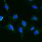 Intraflagellar Transport 88 antibody, A06814-1, Boster Biological Technology, Immunofluorescence image 
