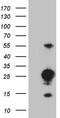 Mediator Complex Subunit 9 antibody, LS-C796165, Lifespan Biosciences, Western Blot image 