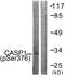 Caspase 1 antibody, LS-C198724, Lifespan Biosciences, Western Blot image 