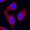Zyxin antibody, MAB6977, R&D Systems, Immunofluorescence image 
