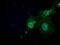 N-acetyltransferase 8 antibody, MA5-24951, Invitrogen Antibodies, Immunocytochemistry image 