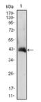 CSF2 antibody, AM06421SU-N, Origene, Western Blot image 