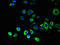 Beclin 1-associated autophagy-related key regulator antibody, CSB-PA741052LA01HU, Cusabio, Immunofluorescence image 