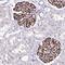 SFR1 antibody, HPA039617, Atlas Antibodies, Immunohistochemistry frozen image 