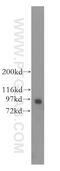 Ras and EF-hand domain-containing protein antibody, 11569-1-AP, Proteintech Group, Western Blot image 