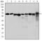 Protein Kinase AMP-Activated Catalytic Subunit Alpha 1 antibody, TA336924, Origene, Western Blot image 
