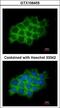 SEC61A1 antibody, LS-C185813, Lifespan Biosciences, Immunocytochemistry image 