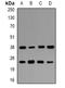 Use1 antibody, orb382108, Biorbyt, Western Blot image 