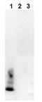 Amyloid Beta Precursor Protein antibody, AM00001PU-N, Origene, Western Blot image 