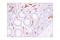 Nitric Oxide Synthase 3 antibody, 35362S, Cell Signaling Technology, Immunohistochemistry paraffin image 