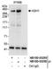 Achaete-scute homolog 1 antibody, NB100-93289, Novus Biologicals, Immunoprecipitation image 