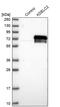 Protein O-Glucosyltransferase 3 antibody, PA5-58942, Invitrogen Antibodies, Western Blot image 