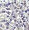 MALT1 Paracaspase antibody, FNab04958, FineTest, Immunohistochemistry frozen image 