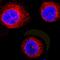 Ras Association Domain Family Member 2 antibody, AF5639, R&D Systems, Immunofluorescence image 