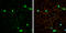 Vesicular glutamate transporter 3 antibody, GTX134103, GeneTex, Immunofluorescence image 