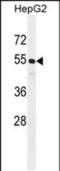 Cyclin J Like antibody, PA5-48167, Invitrogen Antibodies, Western Blot image 