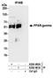 Peroxisome proliferator-activated receptor gamma antibody, A304-460A, Bethyl Labs, Immunoprecipitation image 