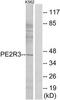 Prostaglandin E2 receptor EP3 subtype antibody, TA313293, Origene, Western Blot image 