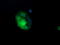 Ubiquitin Conjugating Enzyme E2 G2 antibody, LS-C337838, Lifespan Biosciences, Immunofluorescence image 