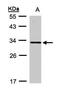 Dual adapter for phosphotyrosine and 3-phosphotyrosine and 3-phosphoinositide antibody, GTX107466, GeneTex, Western Blot image 