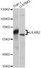 LILRB2 antibody, abx126097, Abbexa, Western Blot image 