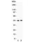 E2F Transcription Factor 4 antibody, R31276, NSJ Bioreagents, Western Blot image 