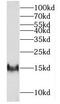 FXN antibody, FNab03255, FineTest, Western Blot image 