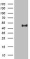 Paraoxonase 3 antibody, TA807381, Origene, Western Blot image 