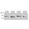 Ubiquitin-like protein SMT3 antibody, A-714, R&D Systems, Western Blot image 