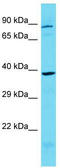 Potassium Channel Tetramerization Domain Containing 1 antibody, TA332184, Origene, Western Blot image 